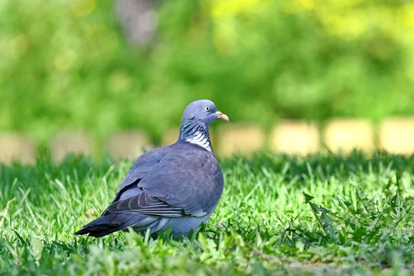 A domestic Pigeon sitting on the grass — Stock Photo, Image