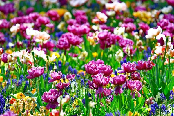 Çayır fowers ile. Renkli panoramik lale alan