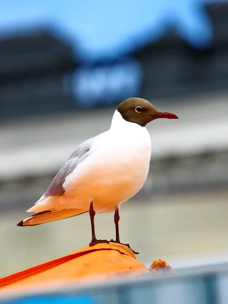 Seagull portrait. Seagull sits on the shore — Stock Photo, Image