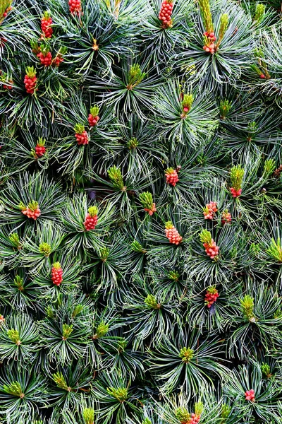Pine met kegels natuurlijke achtergrond. Fir tree branch achtergrond — Stockfoto