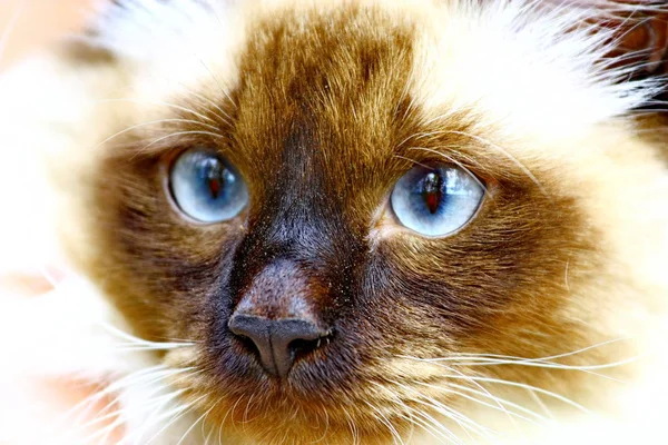 Facial close up van blauwogige siamese kat — Stockfoto