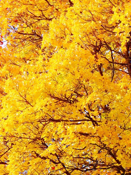 Hojas de arce amarillo en otoño fondo natural —  Fotos de Stock