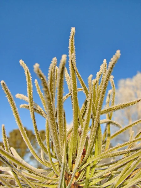 Vorst op Pine. Naaldboom bedekt met vorst — Stockfoto