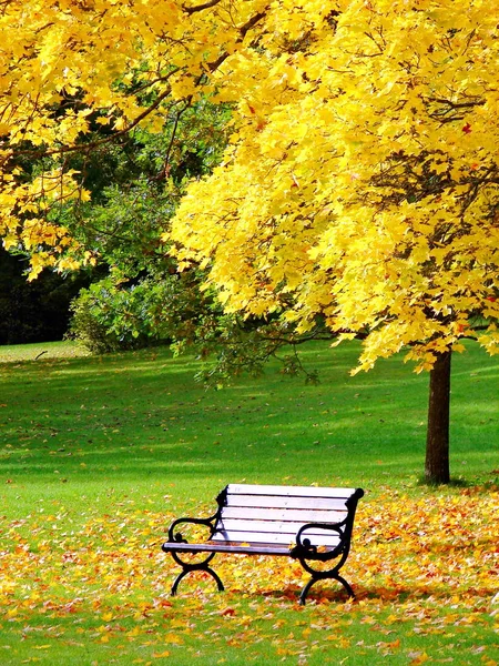 Bank und Ahorn im Stadtpark im Herbst — Stockfoto