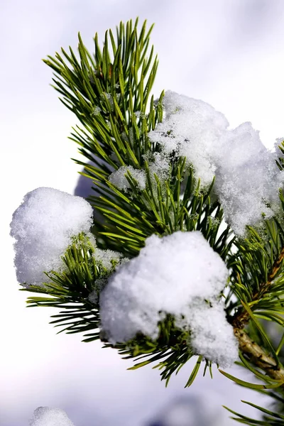 Pine tree covered with frost, blue toned — Stock Photo, Image