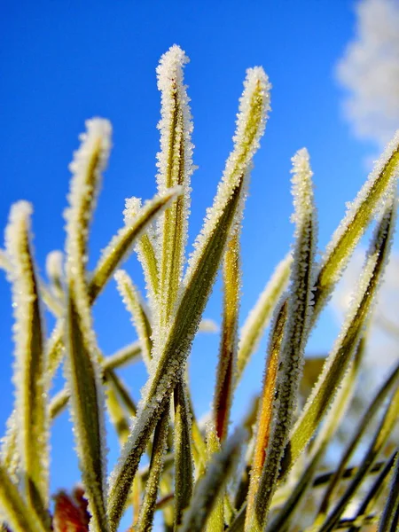 Frost on Pine. Pine tree covered with frost — Stock Photo, Image