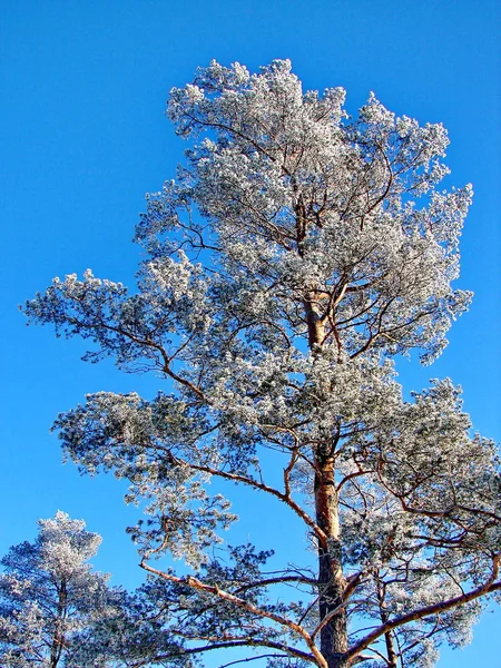冬天的松树覆盖着霜冻和蓝天 — 图库照片