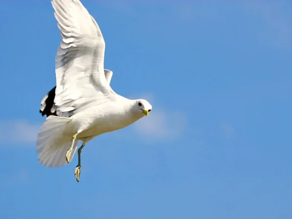 White bird in flight on blue sky — Stock Photo, Image