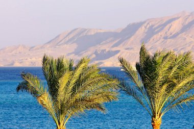 Palmiye ağaçları, Kızıldeniz ve mount arka plan