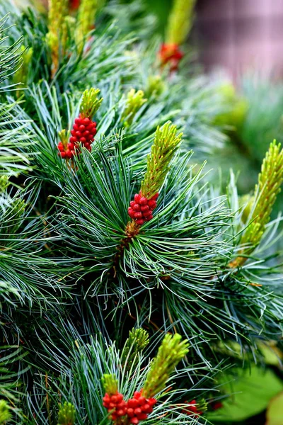 Groene sparren boom met kegel close-up. Pine met kegels achtergrond — Stockfoto