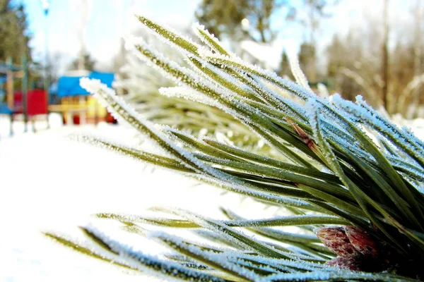 Frost on Pine. Pine tree covered with frost — Stock Photo, Image