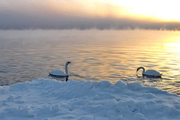 Vilda svanar simma i en sjö, vintern på sunset — Stockfoto