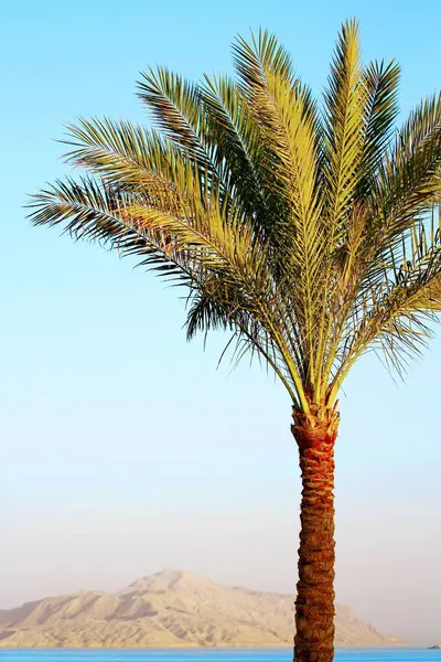 Ağaç ve mount arka plan günbatımı üzerinde palmiye — Stok fotoğraf