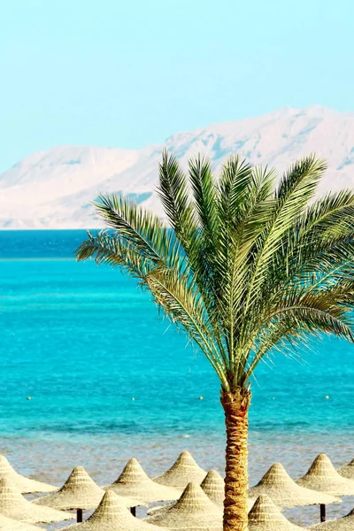 Şemsiye, palmiye ağacı, dağlar ve Kızıldeniz — Stok fotoğraf