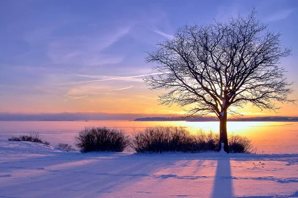 Winterlicher Sonnenuntergang am Meer und ein Baum in Finnland — Stockfoto