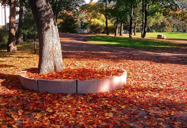 Érable d'automne dans le parc de la ville d'automne — Photo