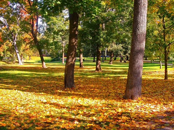 Árboles de arce de otoño en otoño parque de la ciudad —  Fotos de Stock