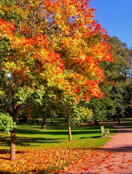 Outono ácer árvores no outono parque da cidade — Fotografia de Stock