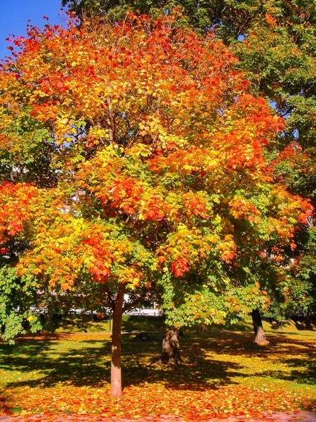 Autumn maple trees in fall city park — Stock Photo, Image