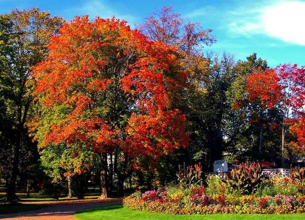 Jesień klon drzew w parku miejskim upadek — Zdjęcie stockowe