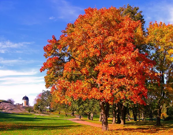 Herfst maple bomen in de herfst stadspark — Stockfoto