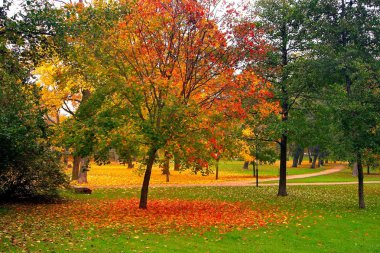 Sonbahar Akçaağaç Sonbahar Şehir Parkı