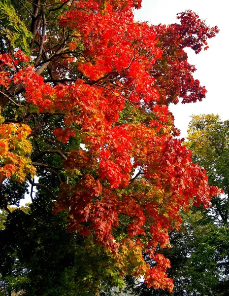 Herbst-Ahornbäume im Herbst Stadtpark — Stockfoto