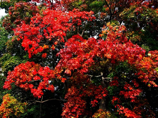 秋季城市公园秋枫叶树 — 图库照片