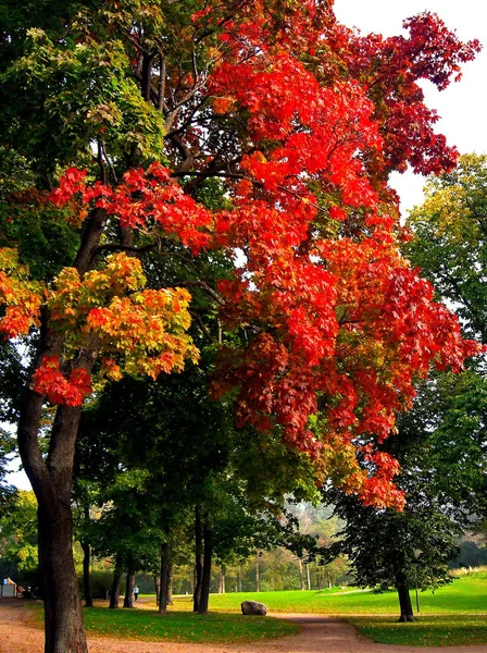 Autumn maple trees in fall city park — Stock Photo, Image