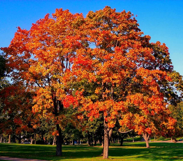 Jesień klon drzew w parku miejskim upadek — Zdjęcie stockowe