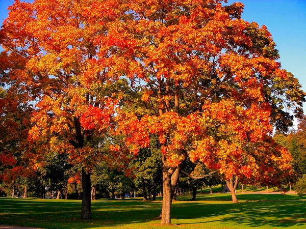 Herfst maple bomen in de herfst stadspark — Stockfoto