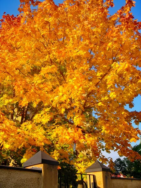 Осенние кленовые деревья в осеннем городском парке — стоковое фото