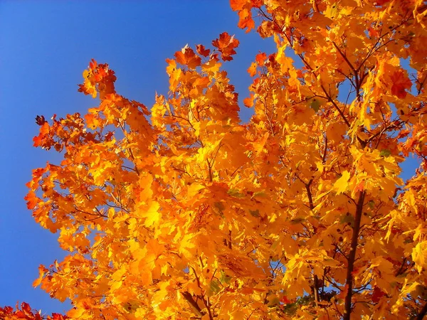 Autumn maple trees in fall city park — Stock Photo, Image