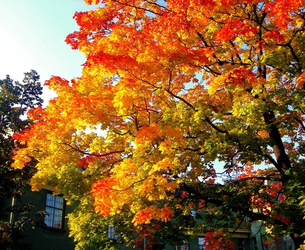 Árboles de arce de otoño en otoño parque de la ciudad —  Fotos de Stock