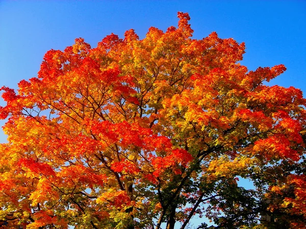 Herbst-Ahornbäume im Herbst Stadtpark — Stockfoto