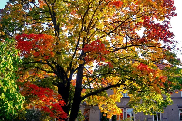 Herbst-Ahornbäume im Herbst Stadtpark — Stockfoto