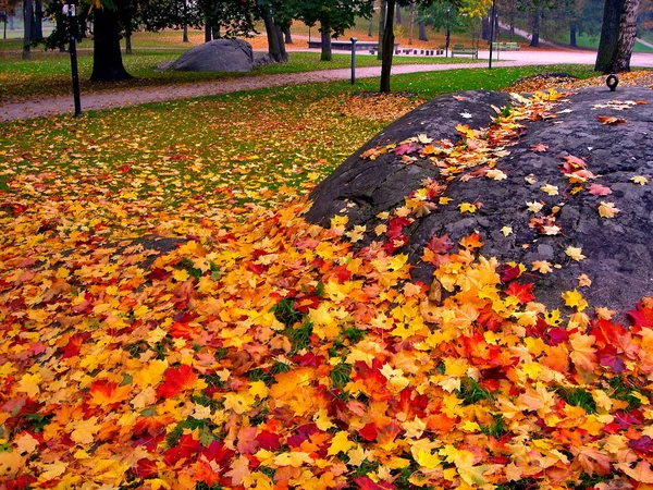 Árboles de arce de otoño en otoño parque de la ciudad — Foto de Stock
