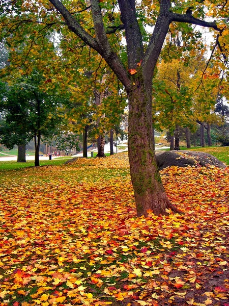 Outono ácer árvores no outono parque da cidade — Fotografia de Stock
