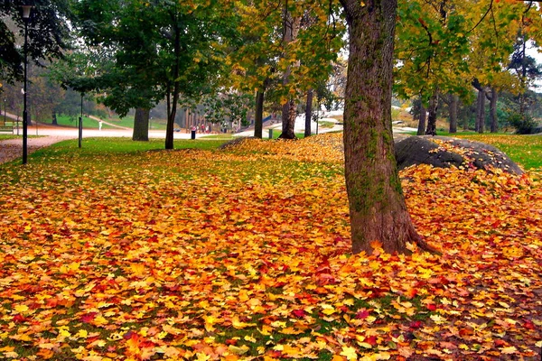 Érable d'automne dans le parc de la ville d'automne — Photo