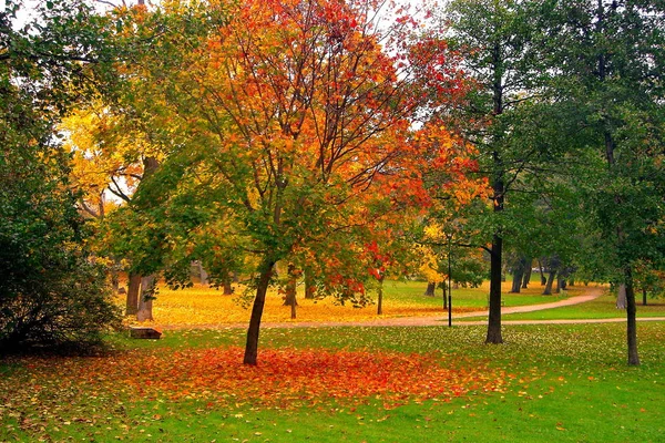 Herbst-Ahornbäume im Herbst Stadtpark — Stockfoto