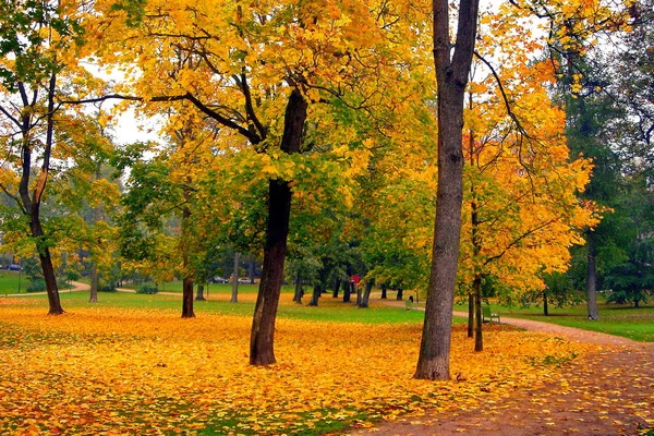 Autumn maple trees in fall city park — Stock Photo, Image