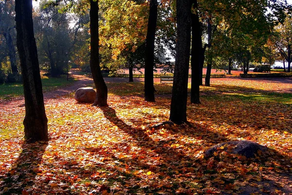 Érable Automne Dans Parc Ville Automne — Photo