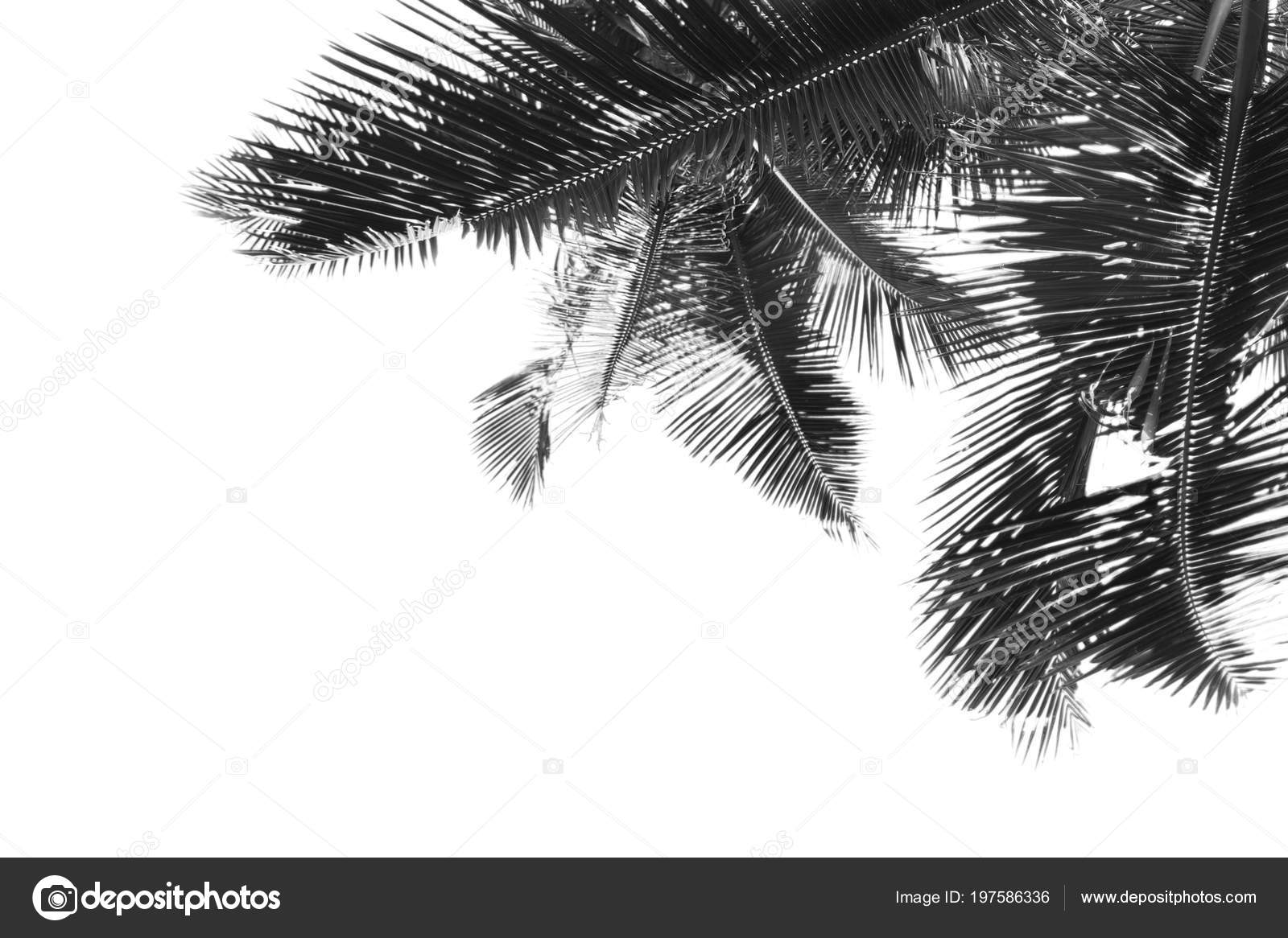 Black and white palm leaves is over white background photo by robertsrob
