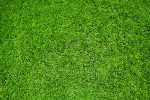 Green Grass Natural Background Top View — Stock Photo, Image