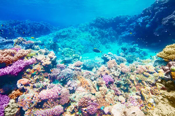 Bajo Agua Arrecife Coral Peces Tropicales Fondo —  Fotos de Stock