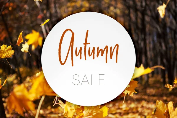 Autumn Leaves Fall Beauty Nature Background — Stock Photo, Image