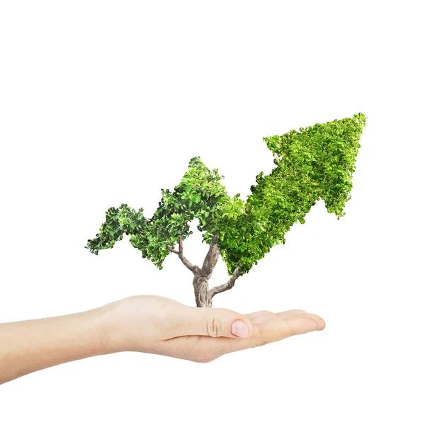 Green Plant Grows Arrow Shape Hand White Background Concept Business — Stock Photo, Image