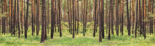 Bosque Pinos Belleza Naturaleza Fondo — Foto de Stock