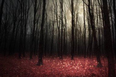 Işık karanlık sonbahar ormandaki moon. Güzellik doğa arka plan