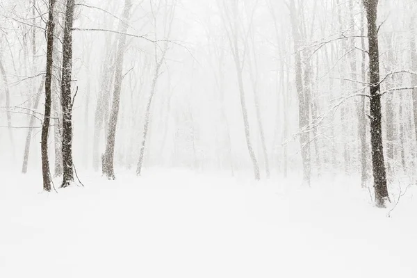 冬天白雪覆盖的森林 美自然背景 — 图库照片